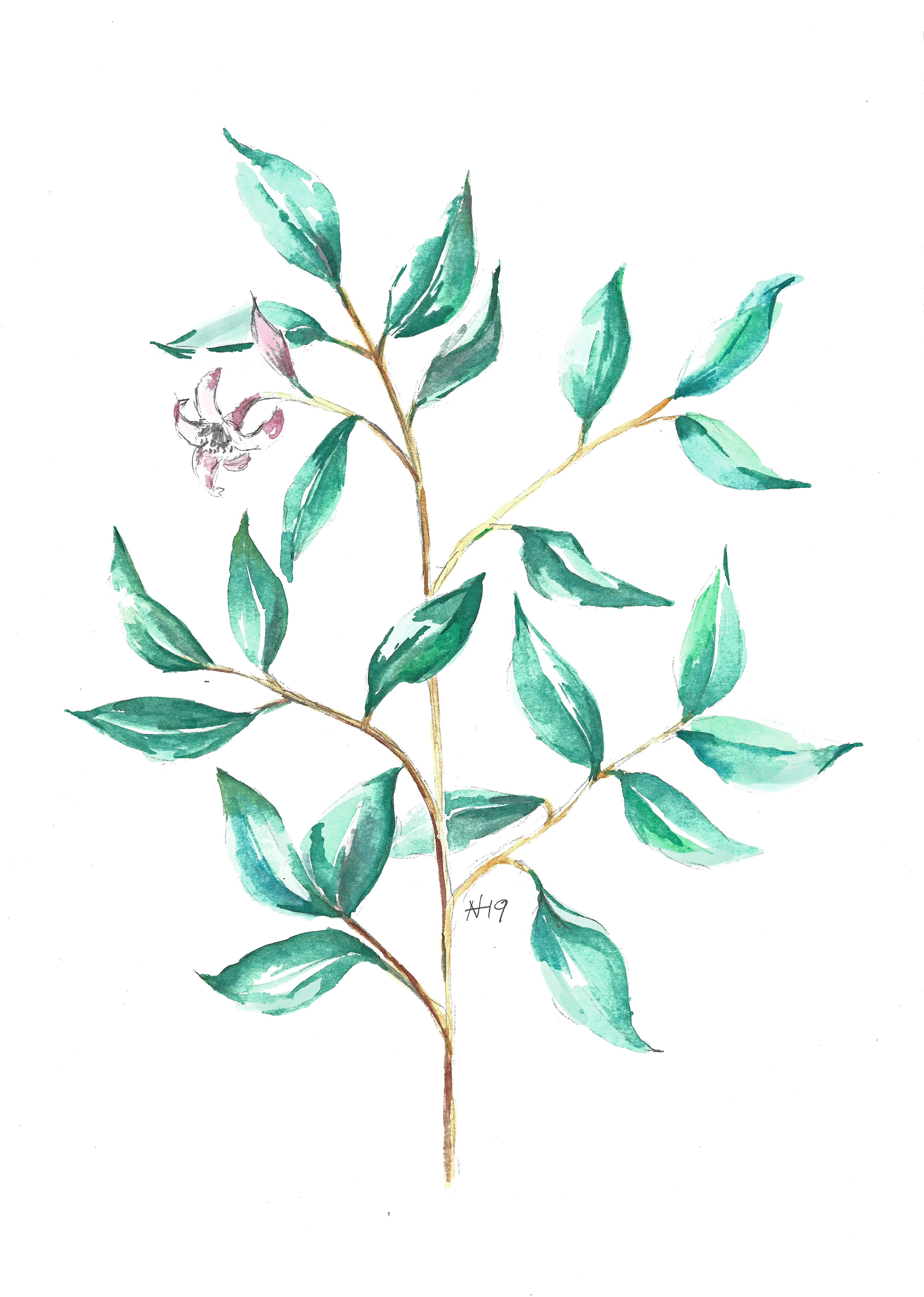 Original water colour