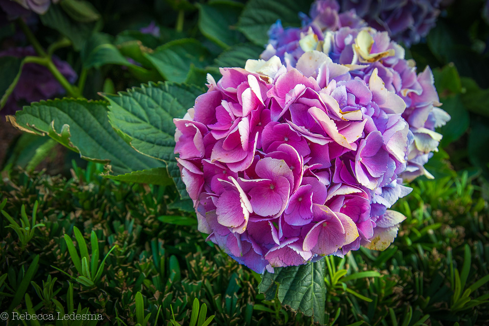 Hydrangea