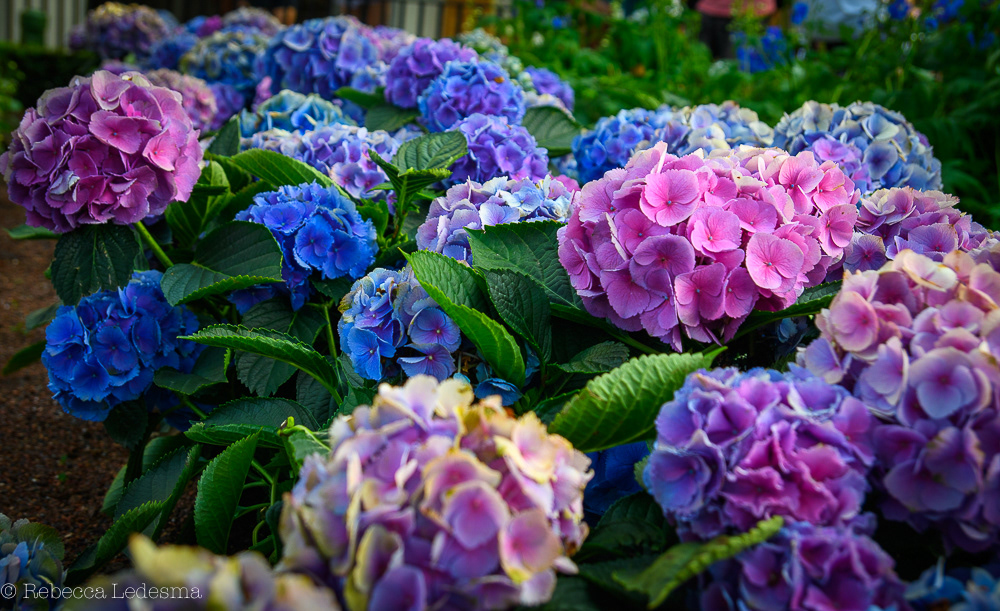 Hydrangea