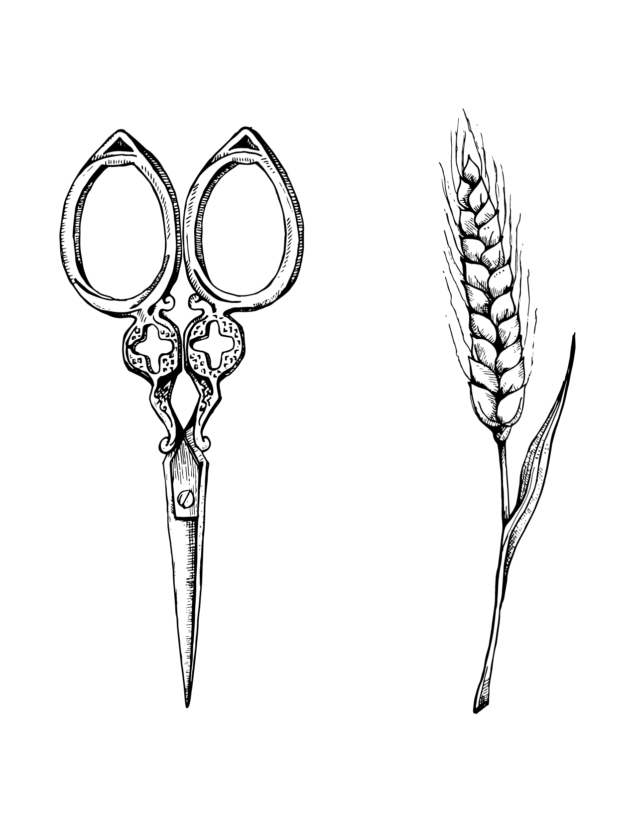 hand drawn illustrations for logo design