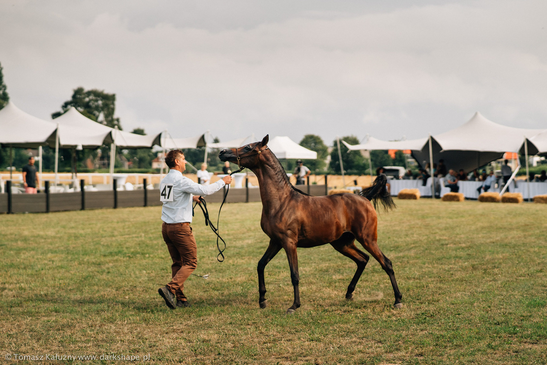 Sopot Arabian Horse Show