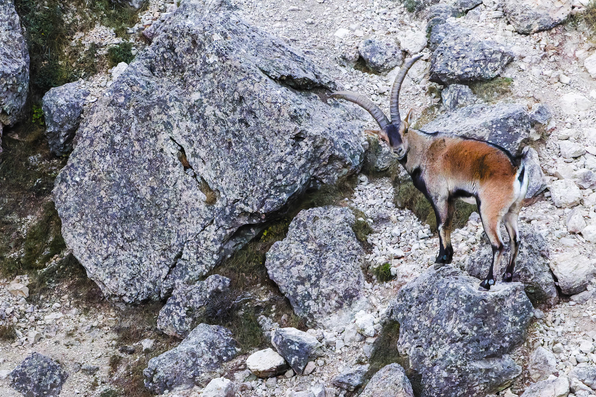 Iberian Ibex - Els Ports - Tarragona - Spain