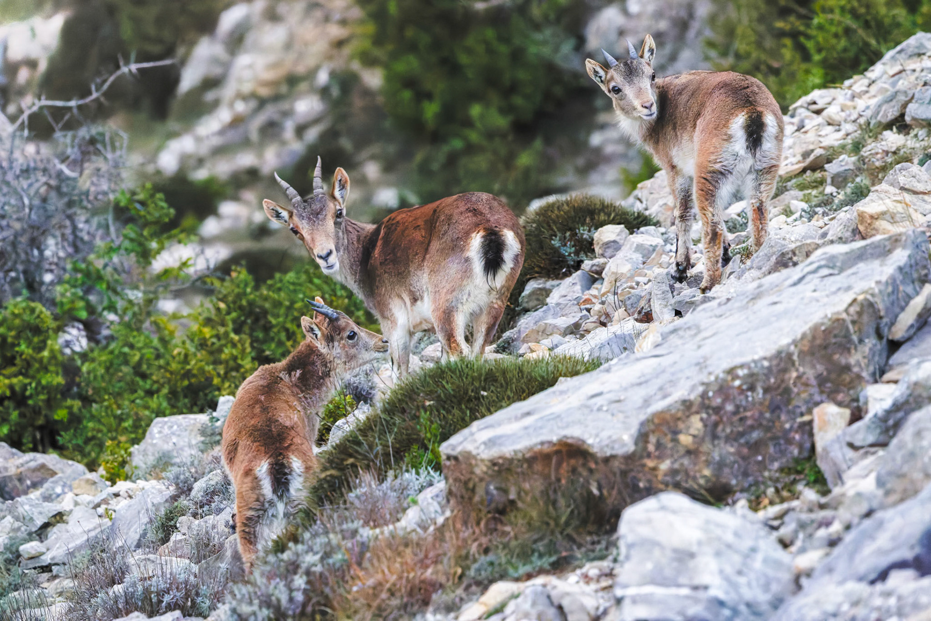 Iberian Ibex - Els Ports - Tarragona - Spain
