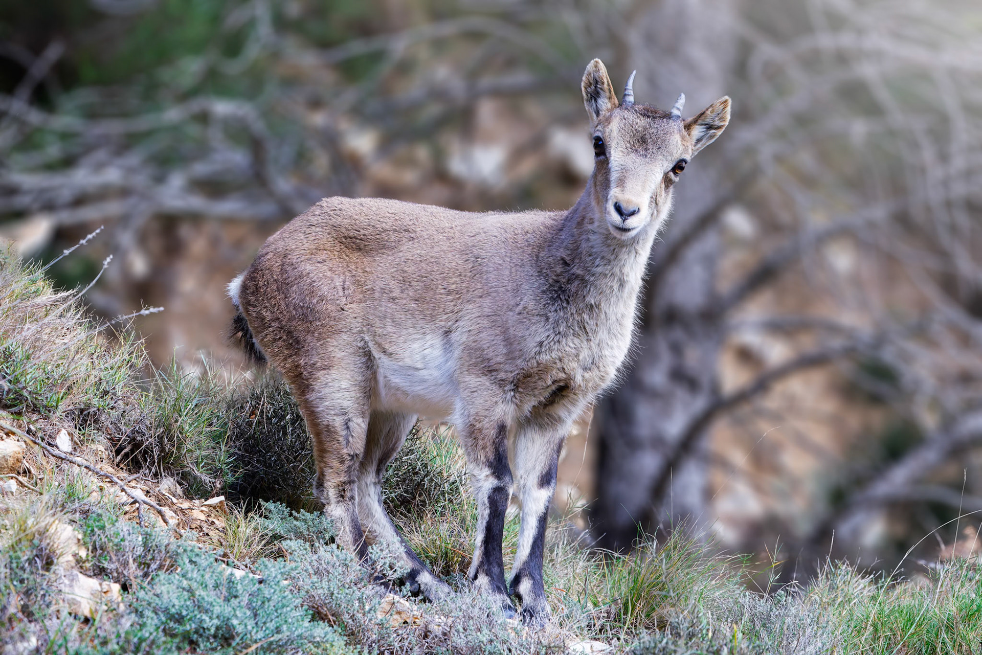 Iberian Ibex - Els Ports - Tarragona - Spain