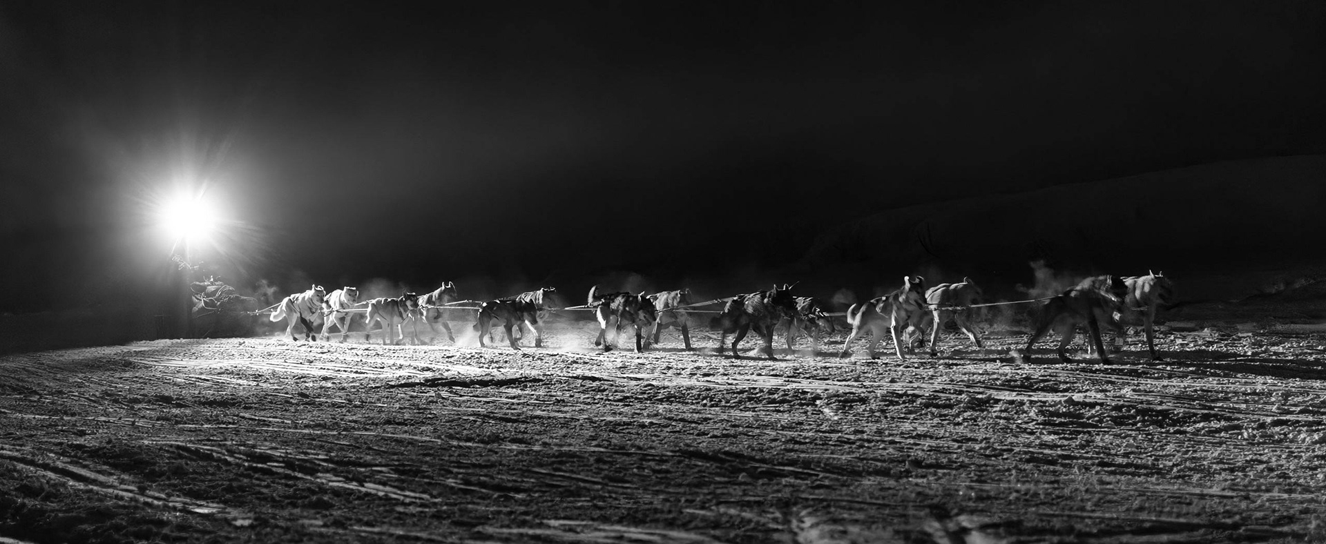 Dog team, Yetna River, 2023.