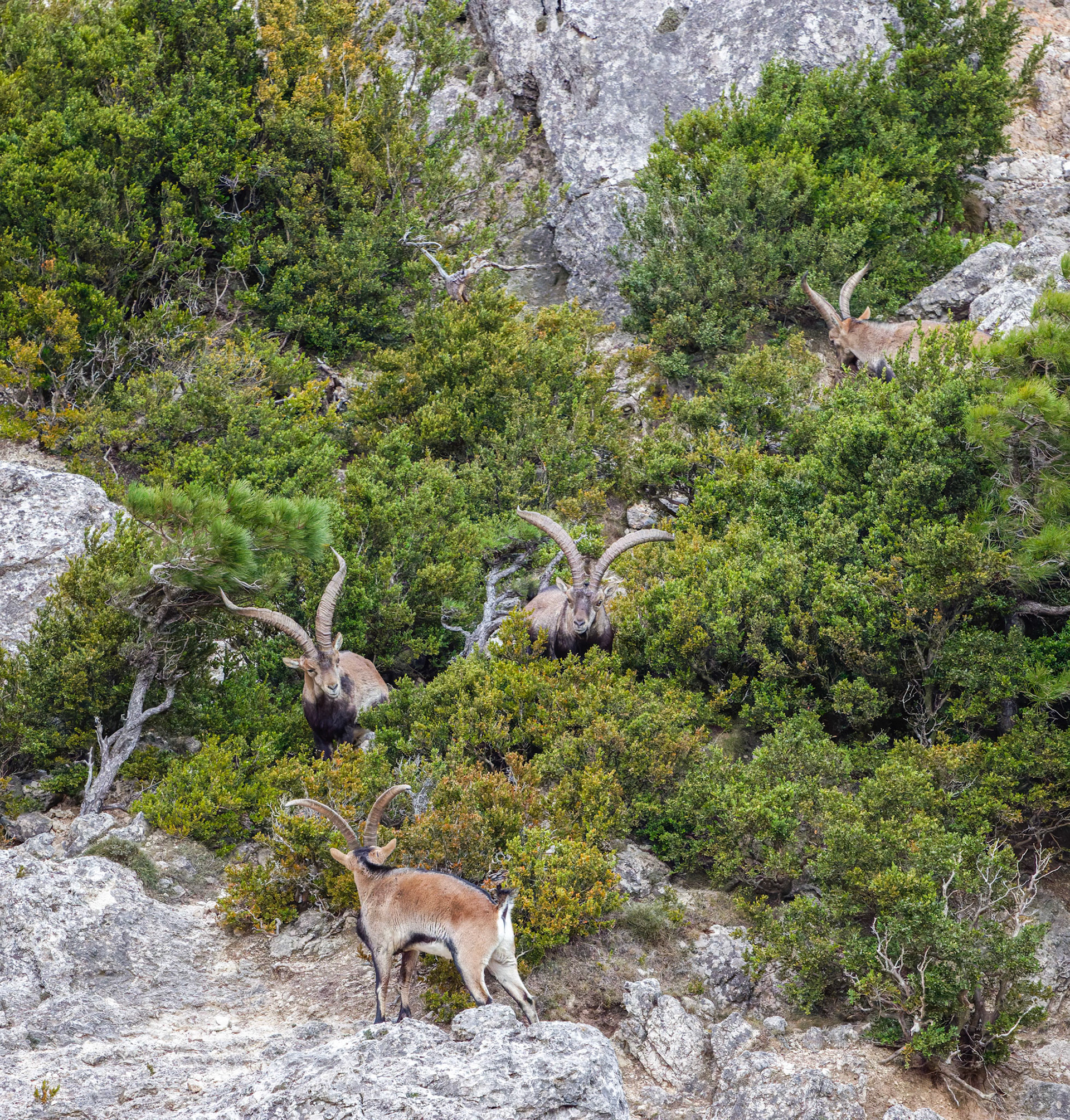 Iberian Ibex - Els Ports - Tarragona - Spain
