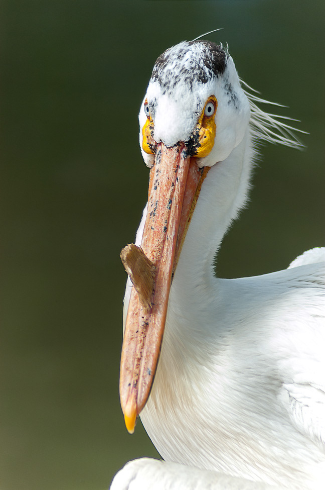 American White Pelican with "horn" on its beak 