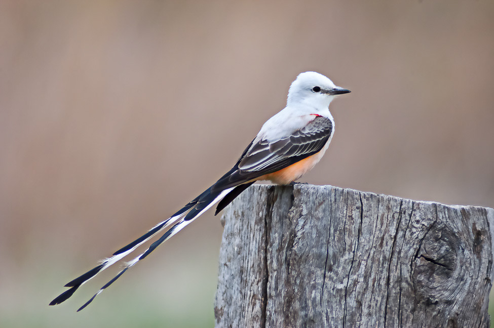 Portrait of a Scissorr-tailed flycatcher