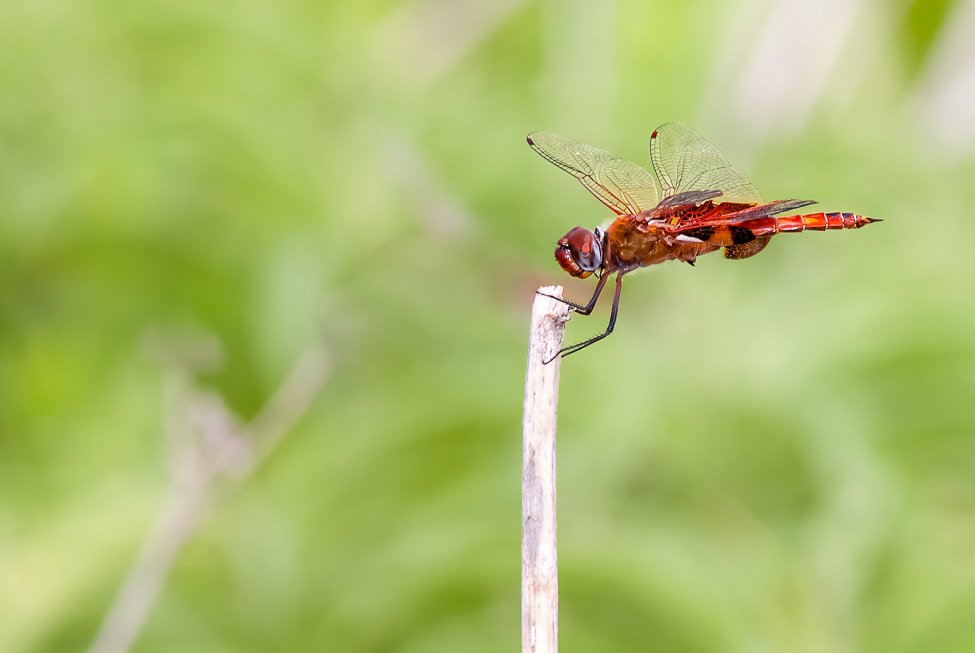 Striped Saddlebags dragonfly