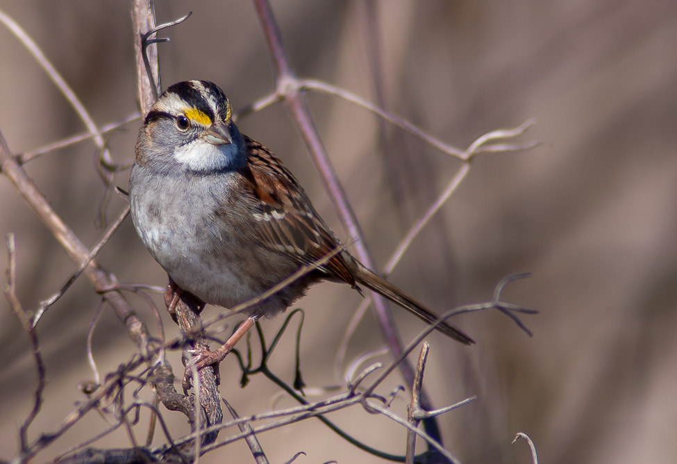 A White throated sparrow in the winter 