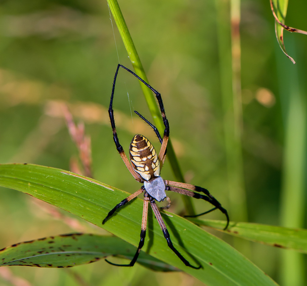 A garden spider spinning its web