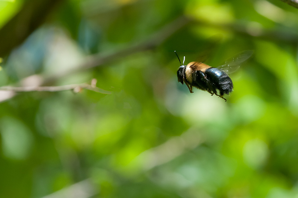 A Digger Bee in flight
