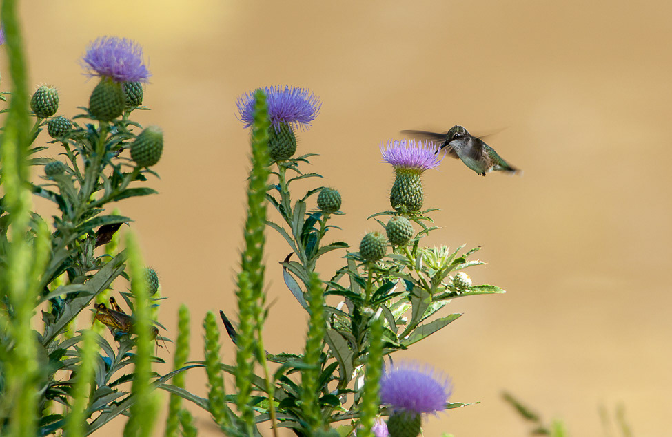 A Rbny-throayed hummingbird nectaring on thistle
