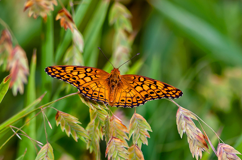 A Variegated Fritillary butterfly in the fall 