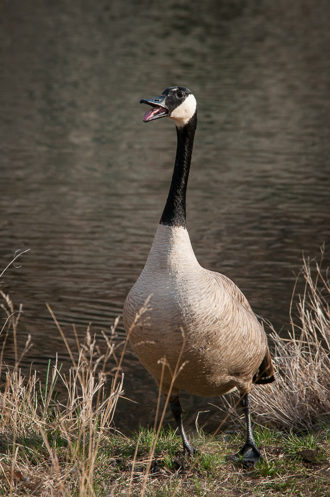 Canada goose homking at me