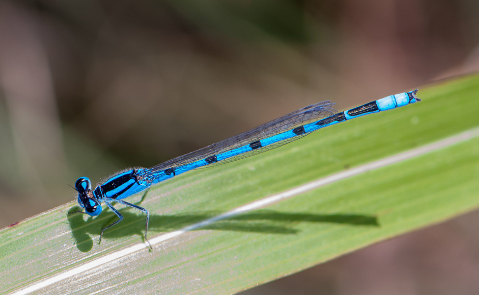 Blur tinged damselfly 