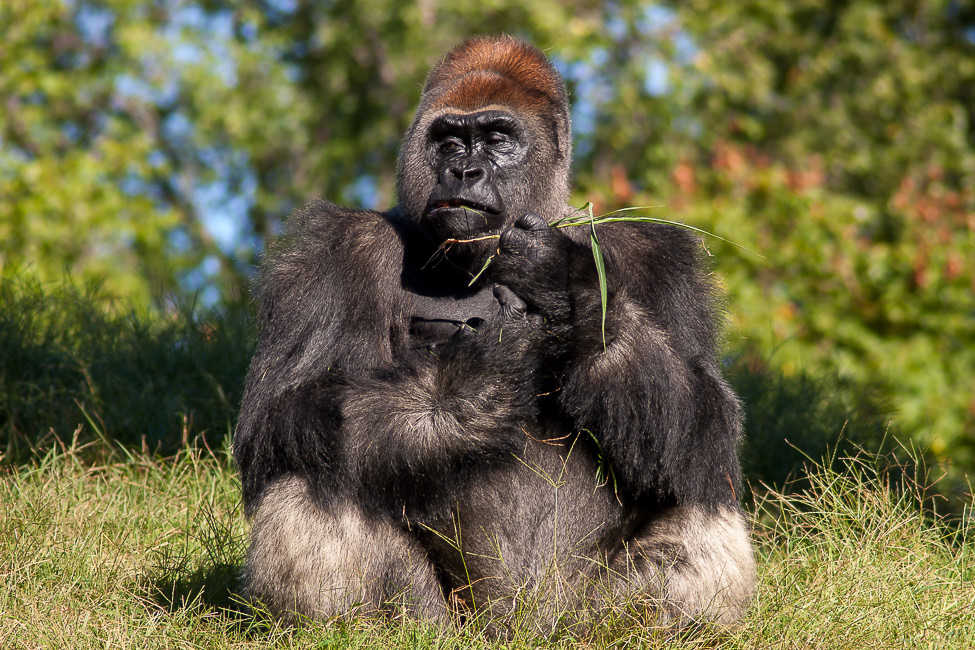 Silver back Lowland Gorilla