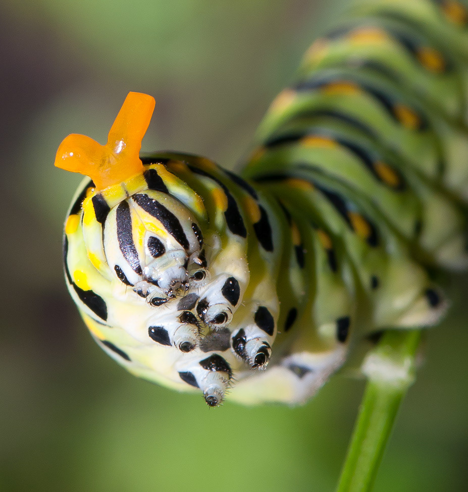 A Black Swallowtail caterpillar displaying the osmeterium