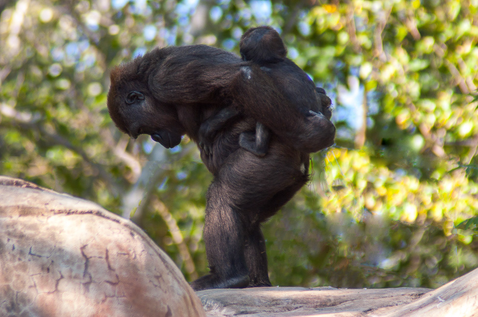 Lowland gorilla with baby on her back