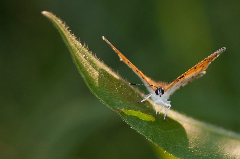 Face to face with a Bronze Copper butterfly