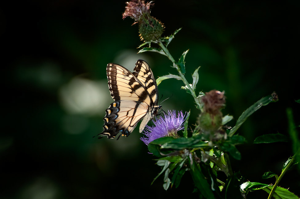 An Eastern Tiger Swallowtail butterfly nectarine on thistle