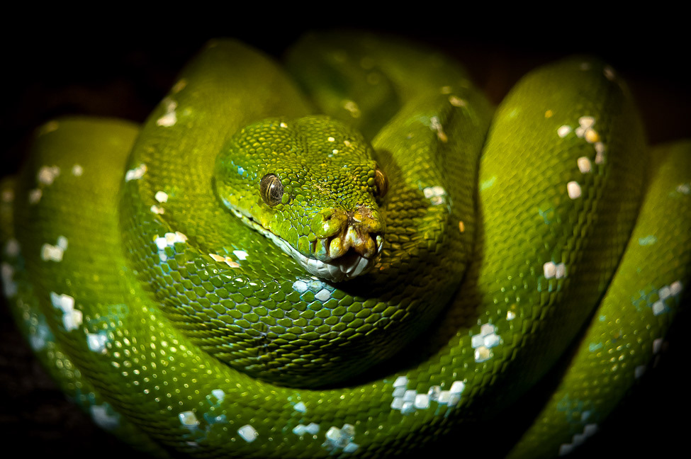 An Emerald tree boa