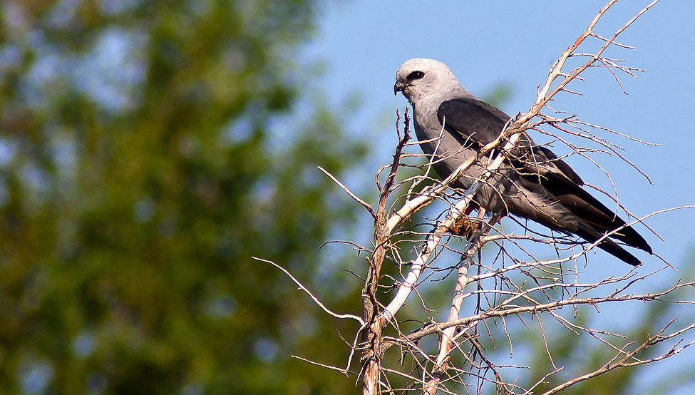 A MississippiKite watching for prey 