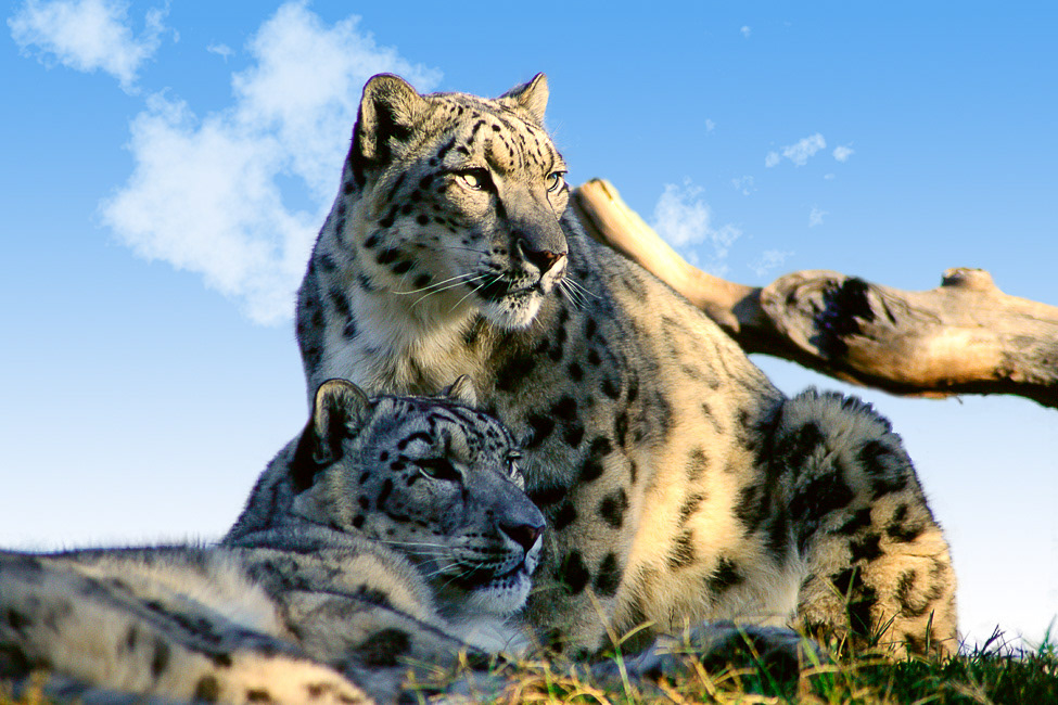 A pair of Snow Leopards in the afternoon sun