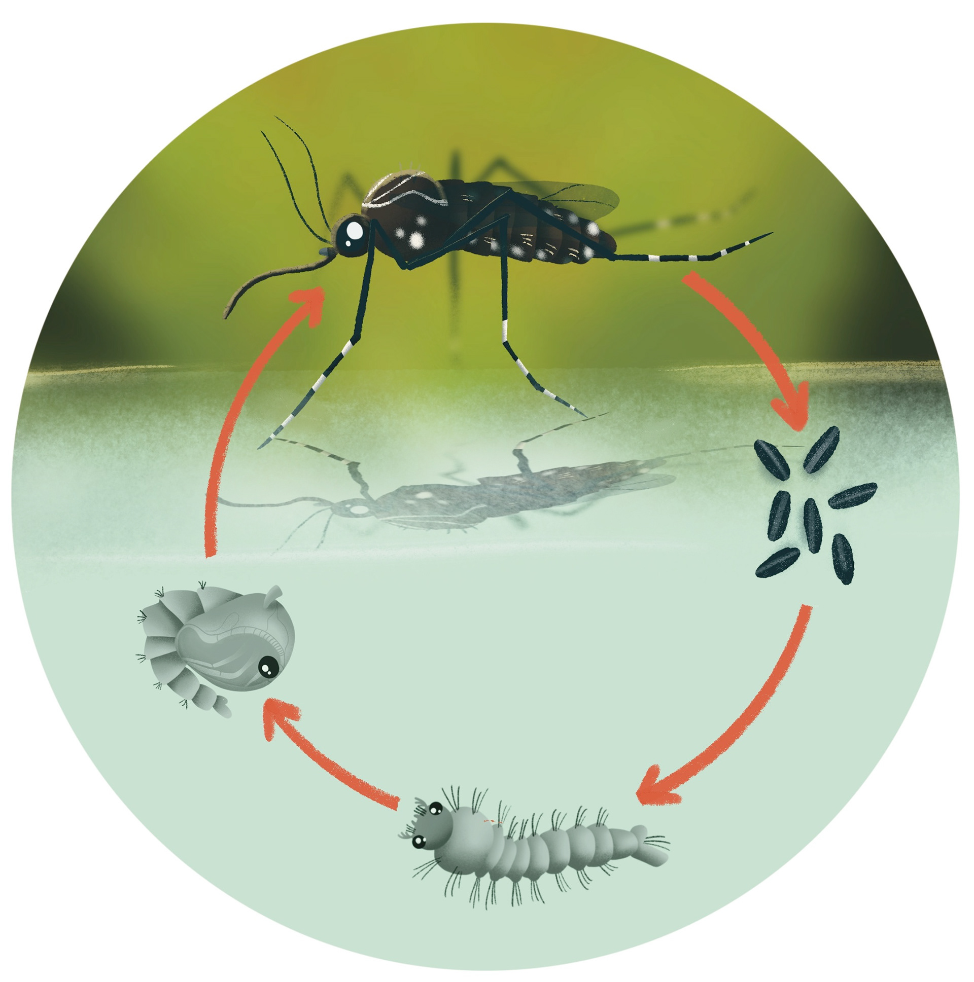 An illustration showing the life cycle of a mosquito. An adult mosquito lays eggs in water, a larva emerges before turning into a pupa, from which an adult mosquito emerges. Red arrows indicate that this process is a cycle.