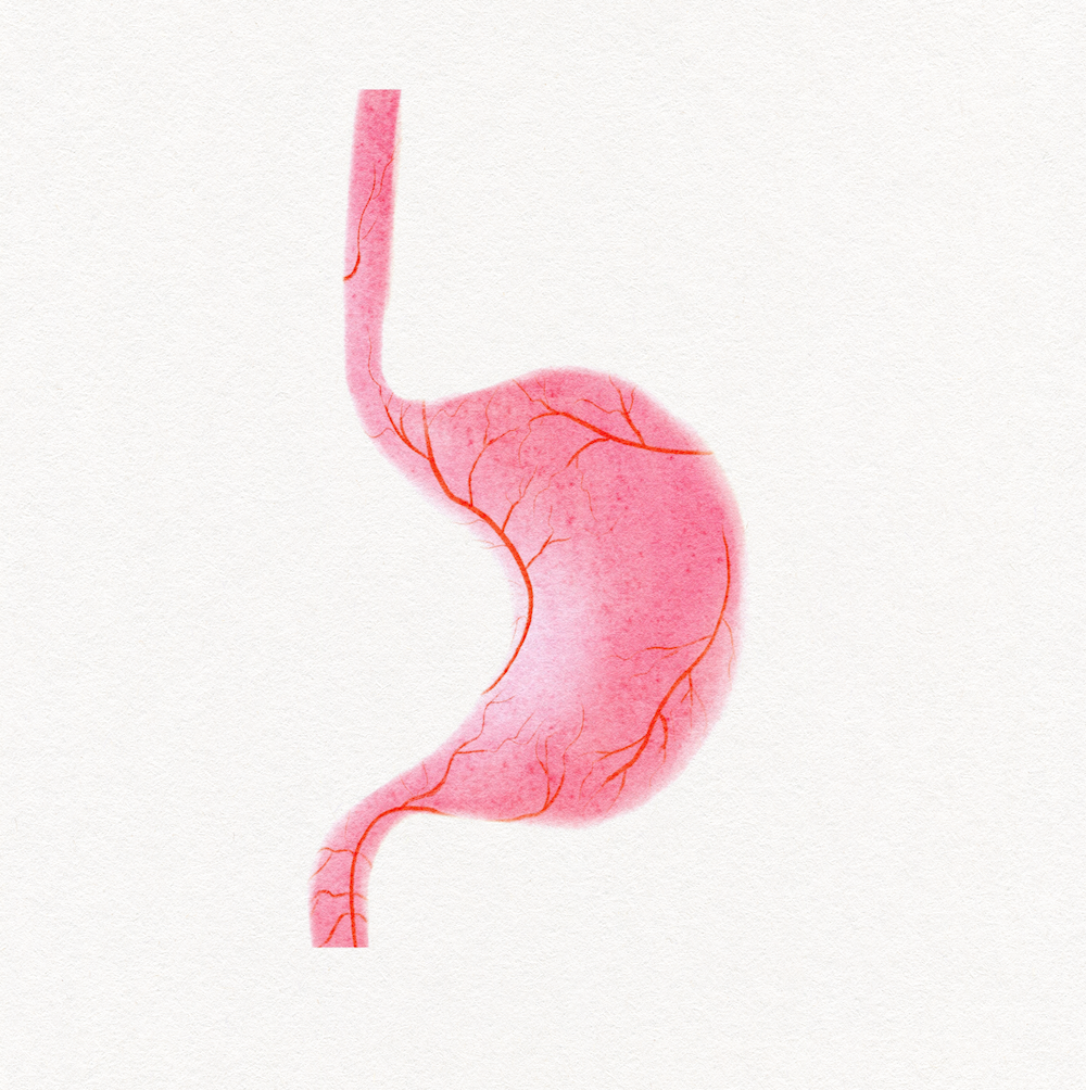 An illustration of a texturized pink stomach with red veins.. The color is soft.
