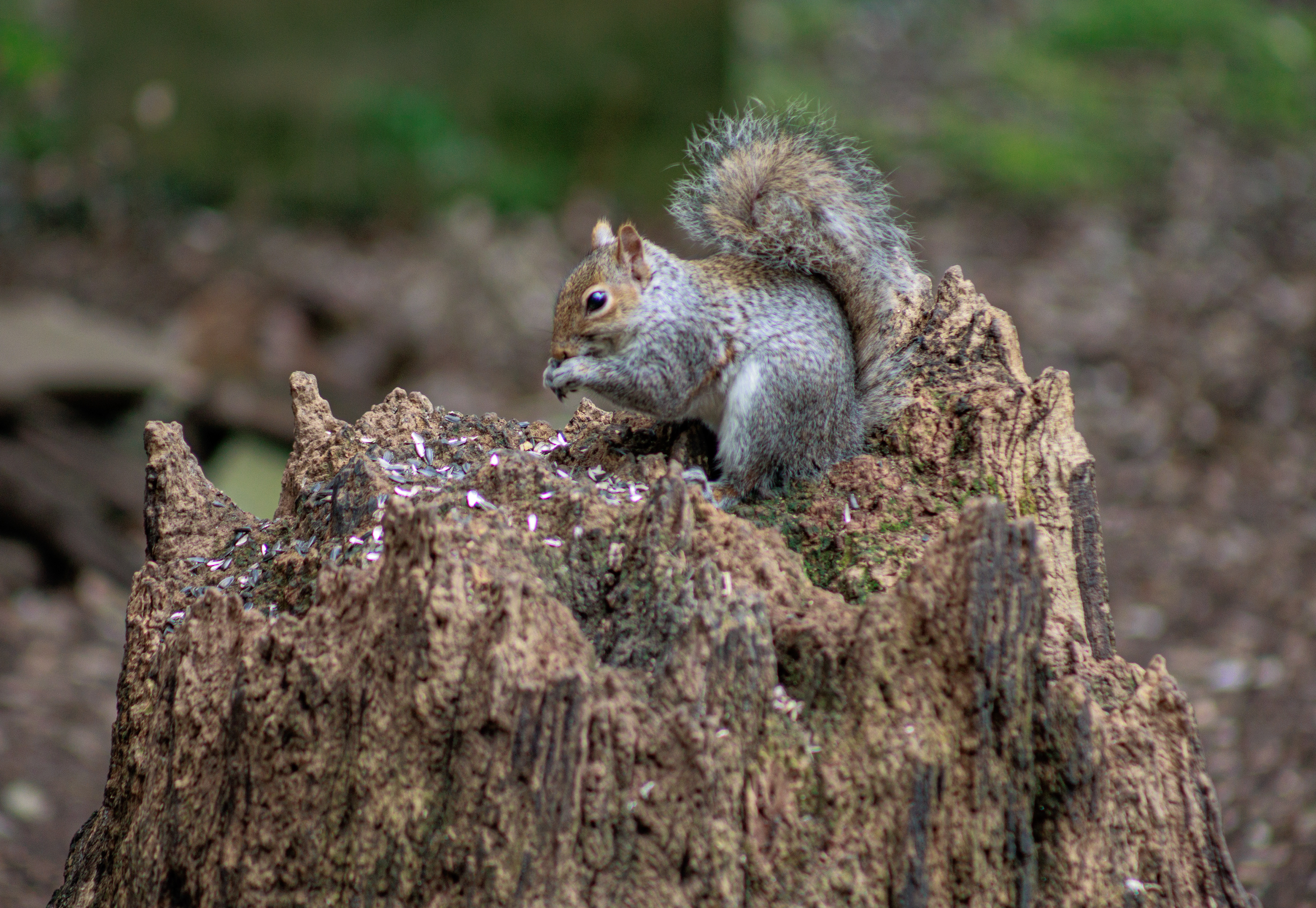 Cemetery Squirrel