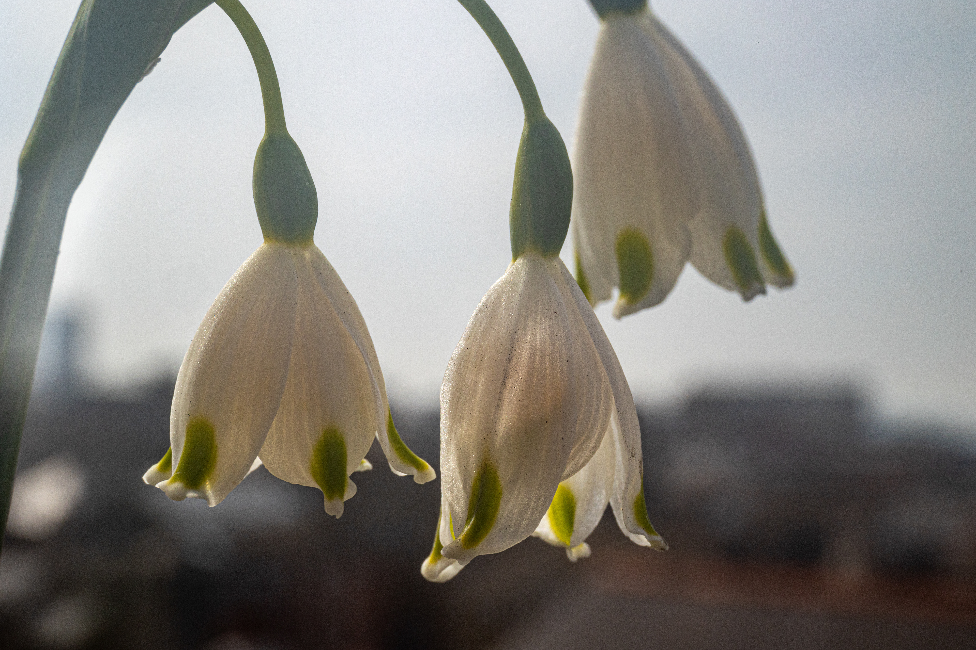 Snowdrops
