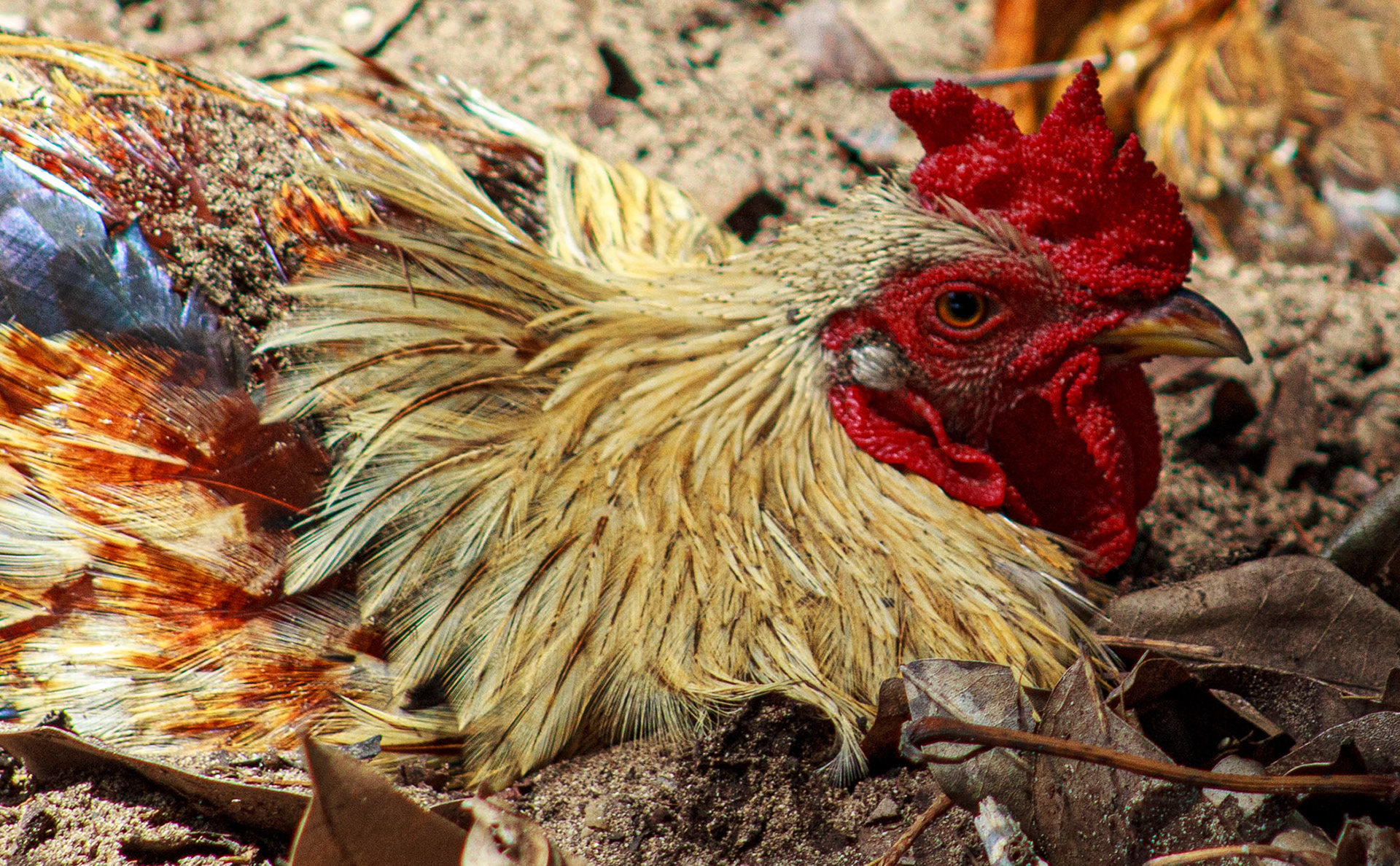 'Foul Bay' Cockerel