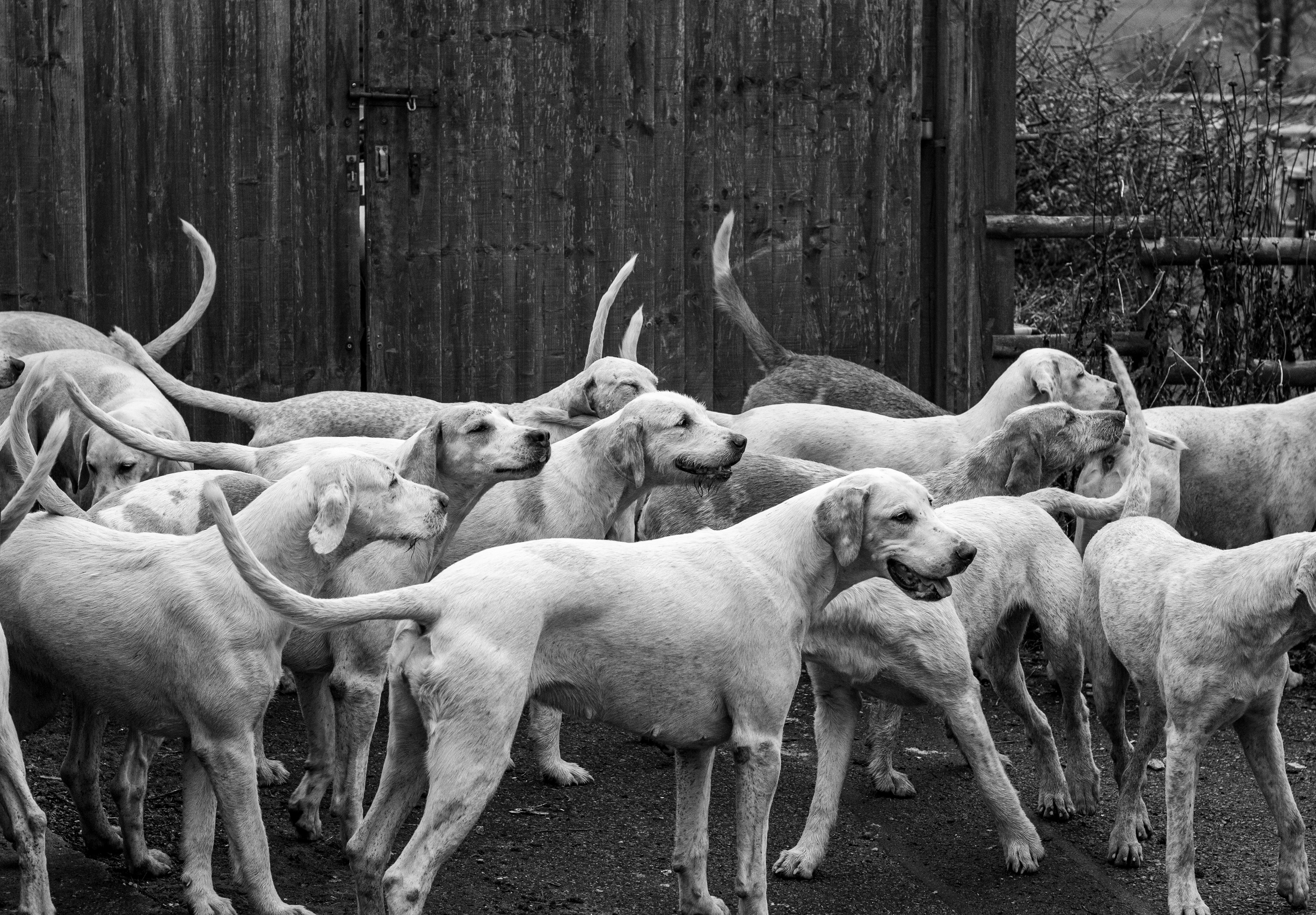 Heyshott Hounds