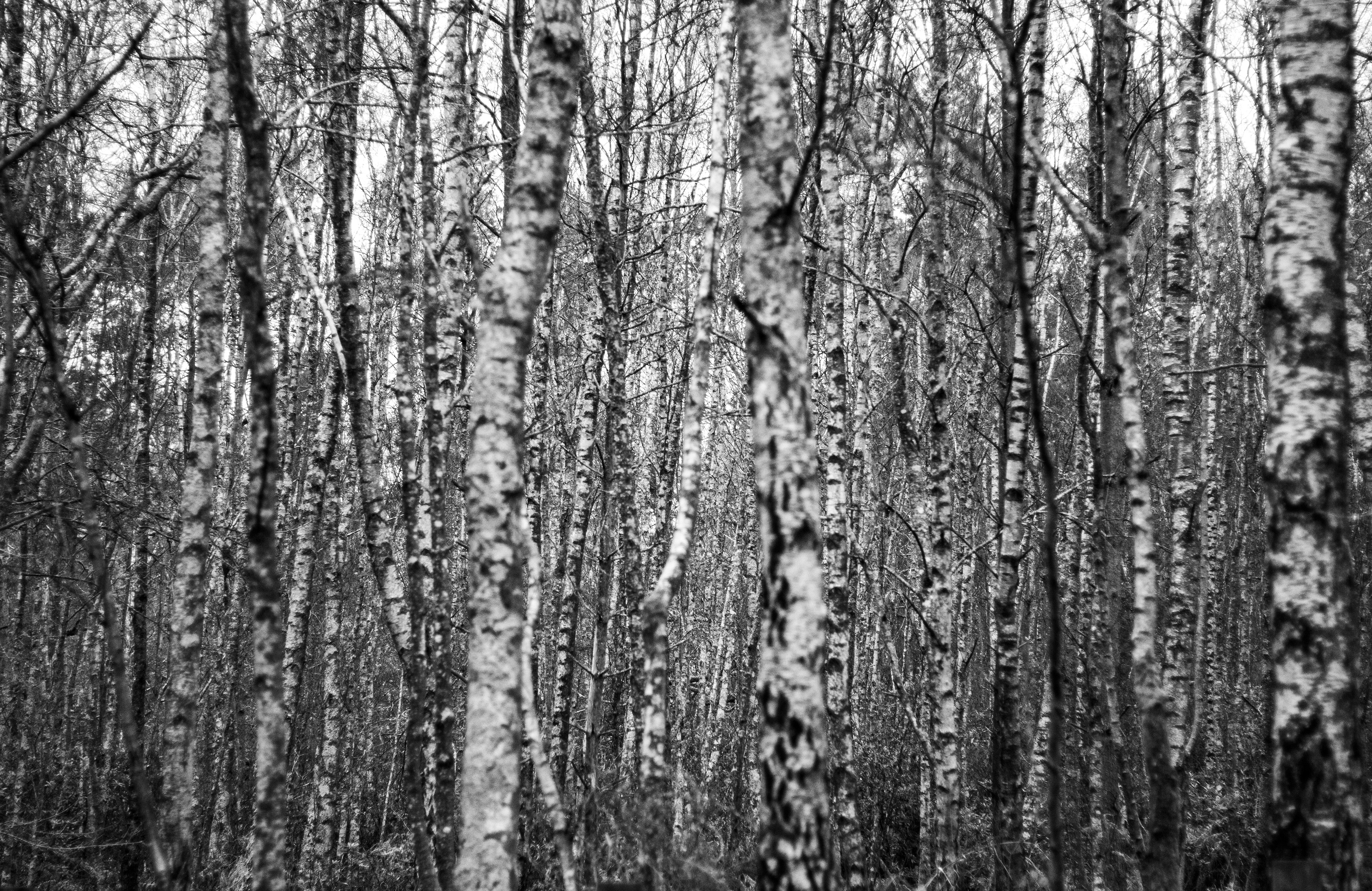 Birch Trees