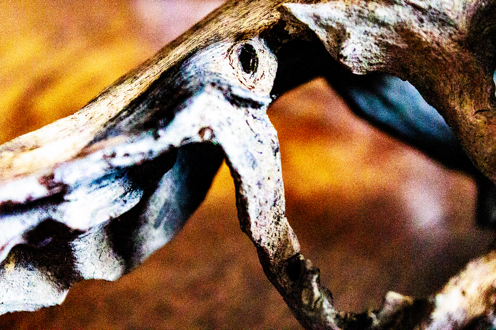 Wood