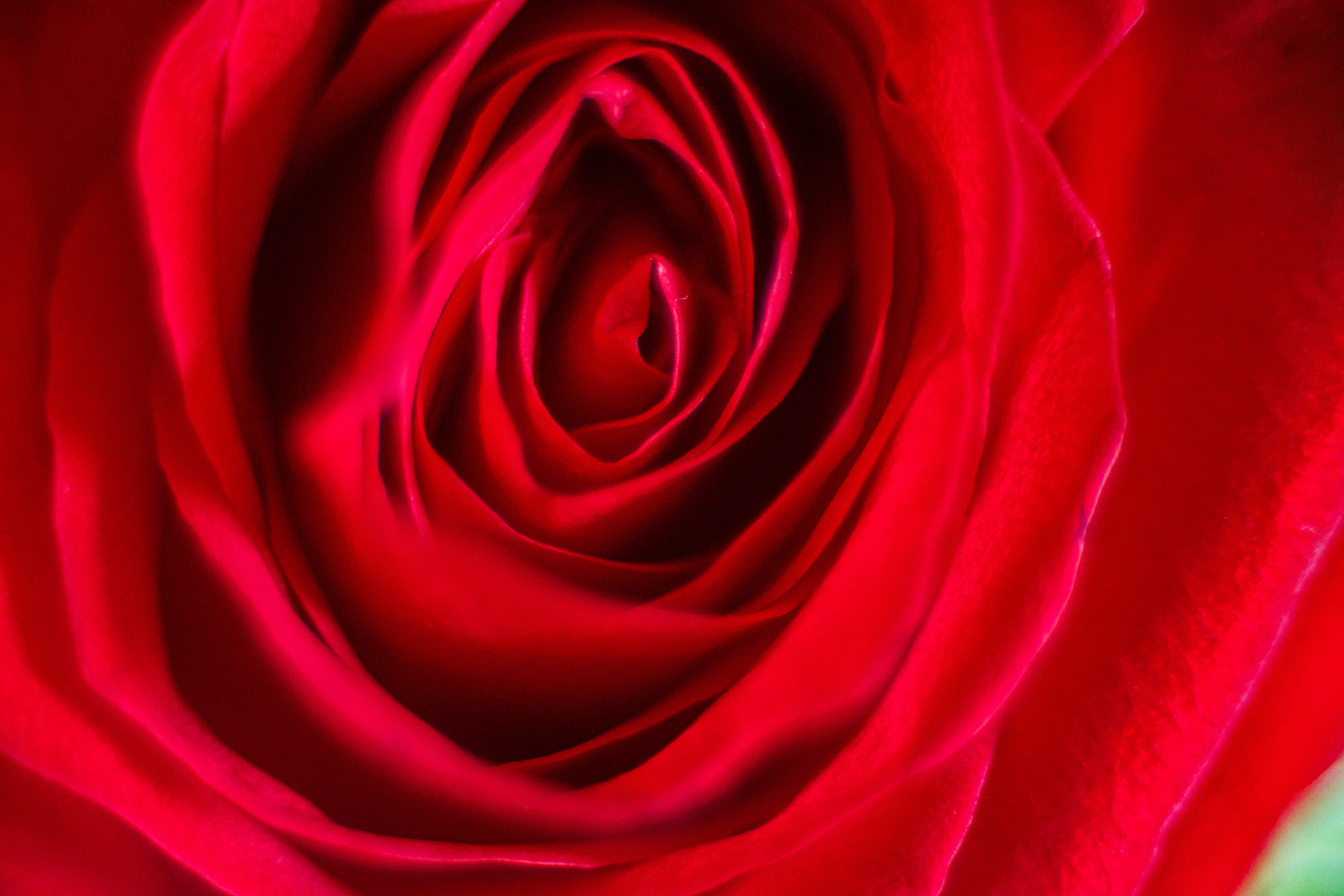 Red Rose