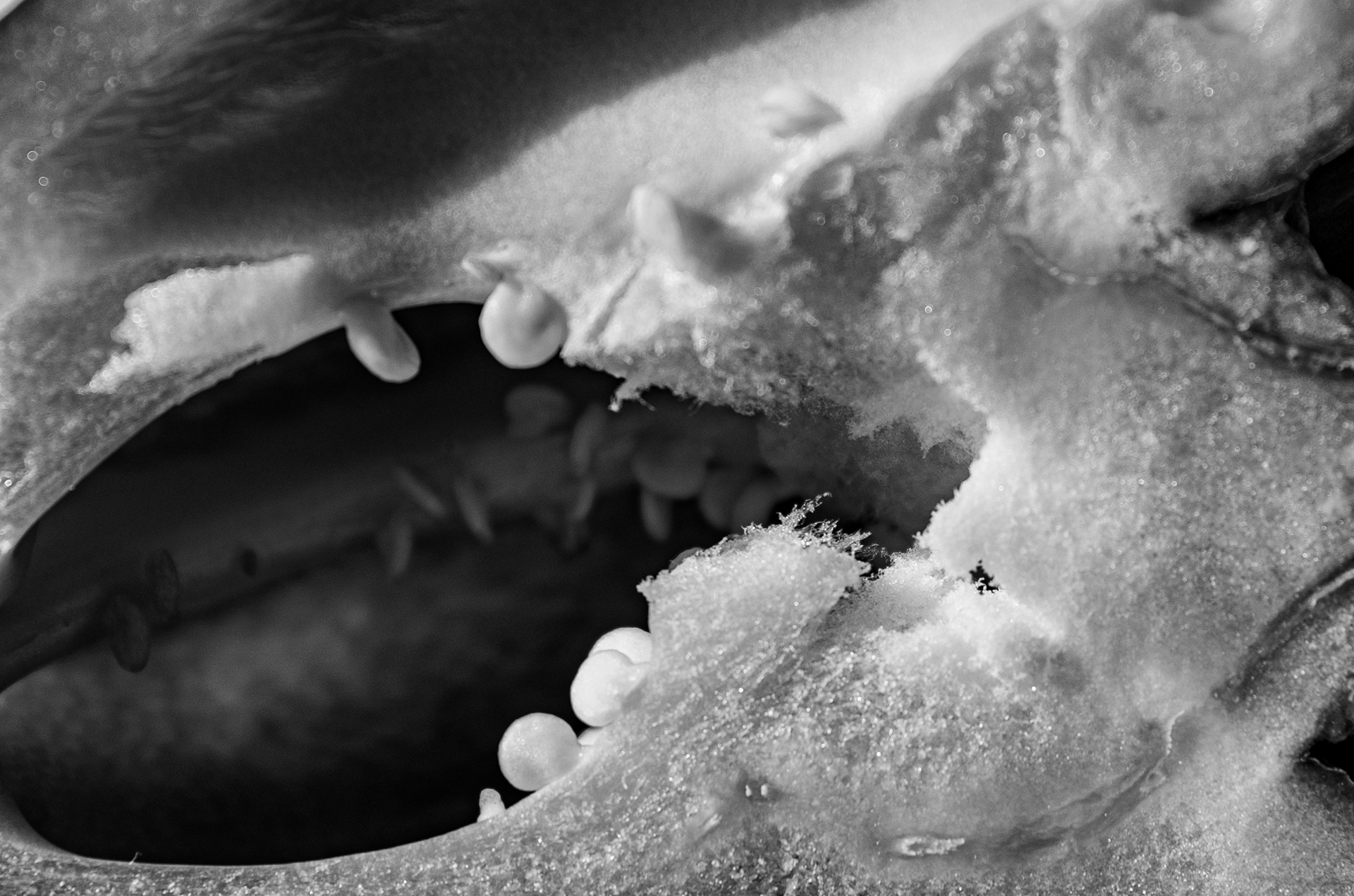 Jaws