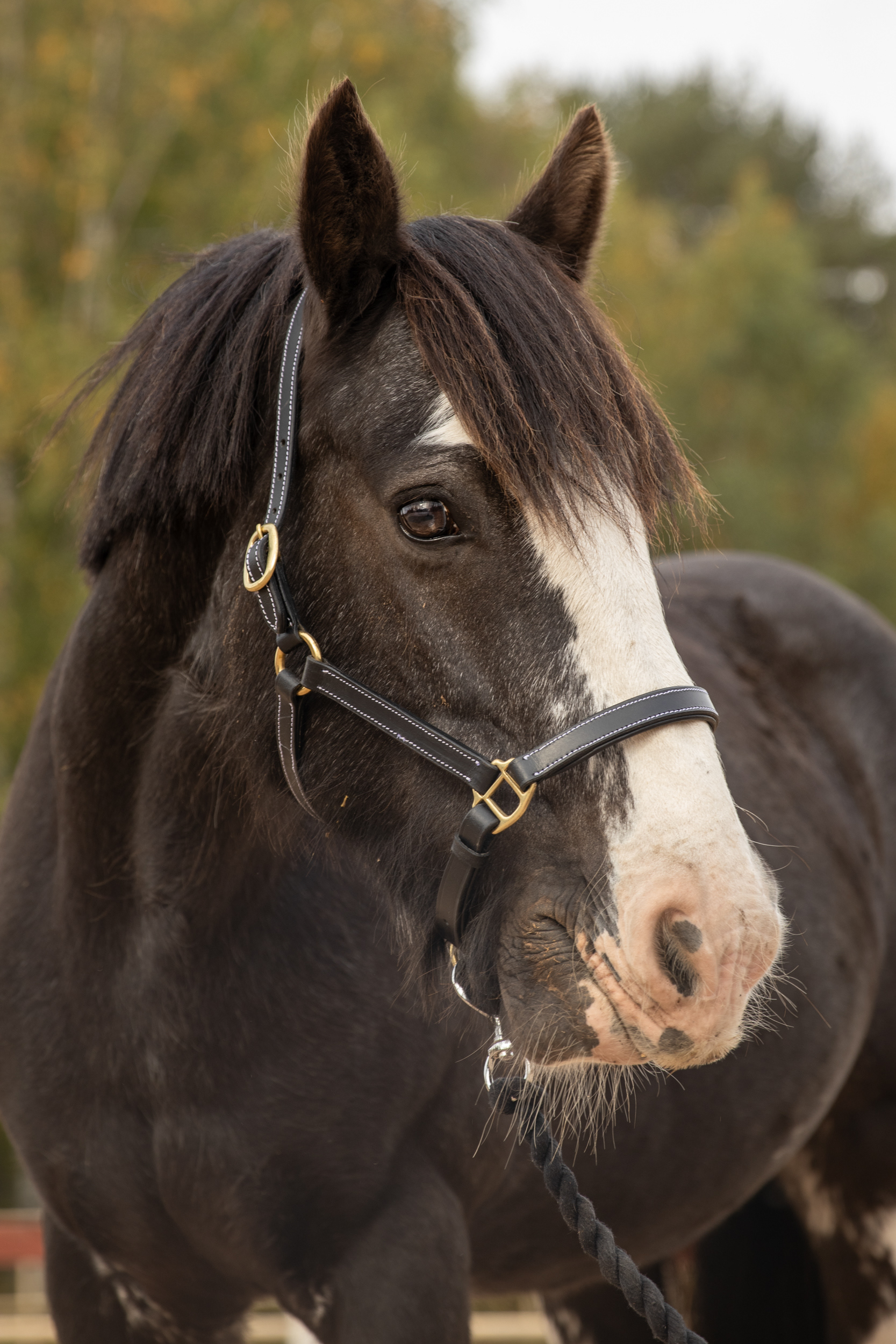 Sparkle (RRK), 240924