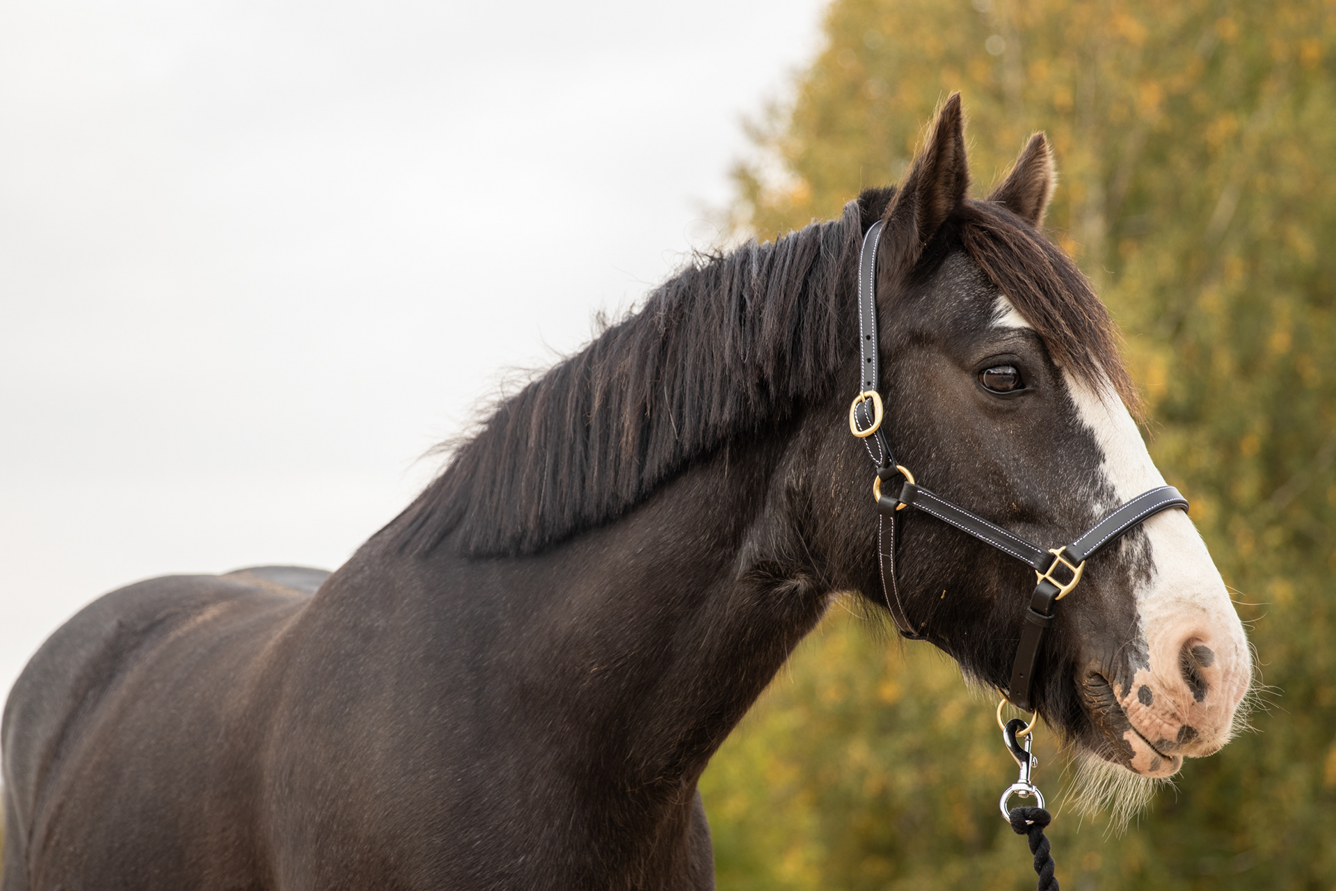 Sparkle (RRK), 240924