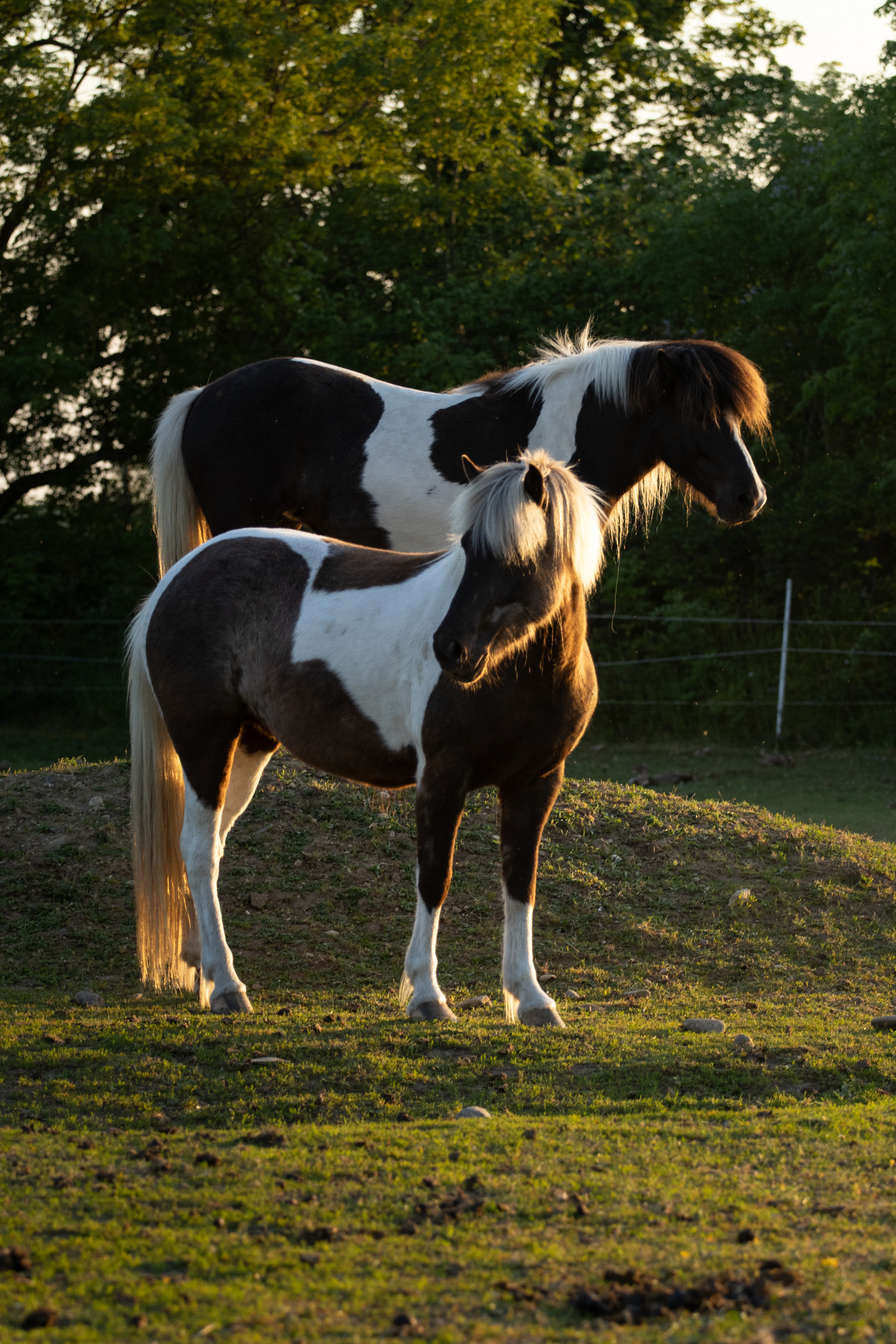 Salka & Silfursól, 240525
