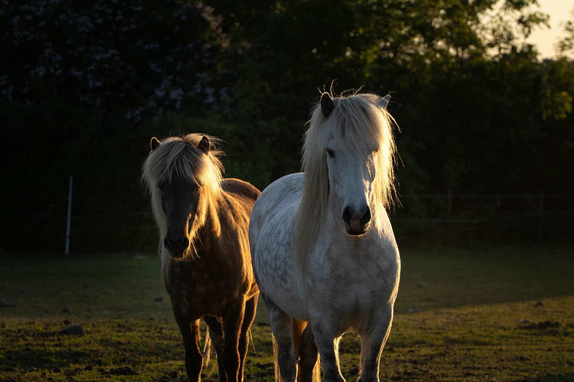 Myrra & Gaddur, 240525