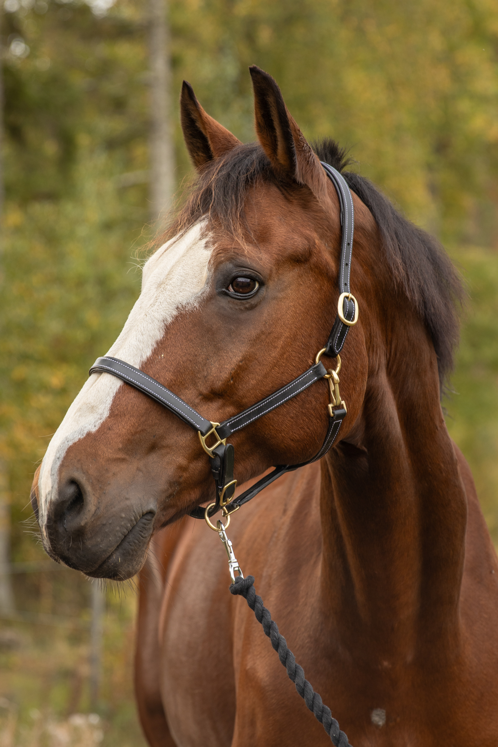 Brasse (RRK), 240924