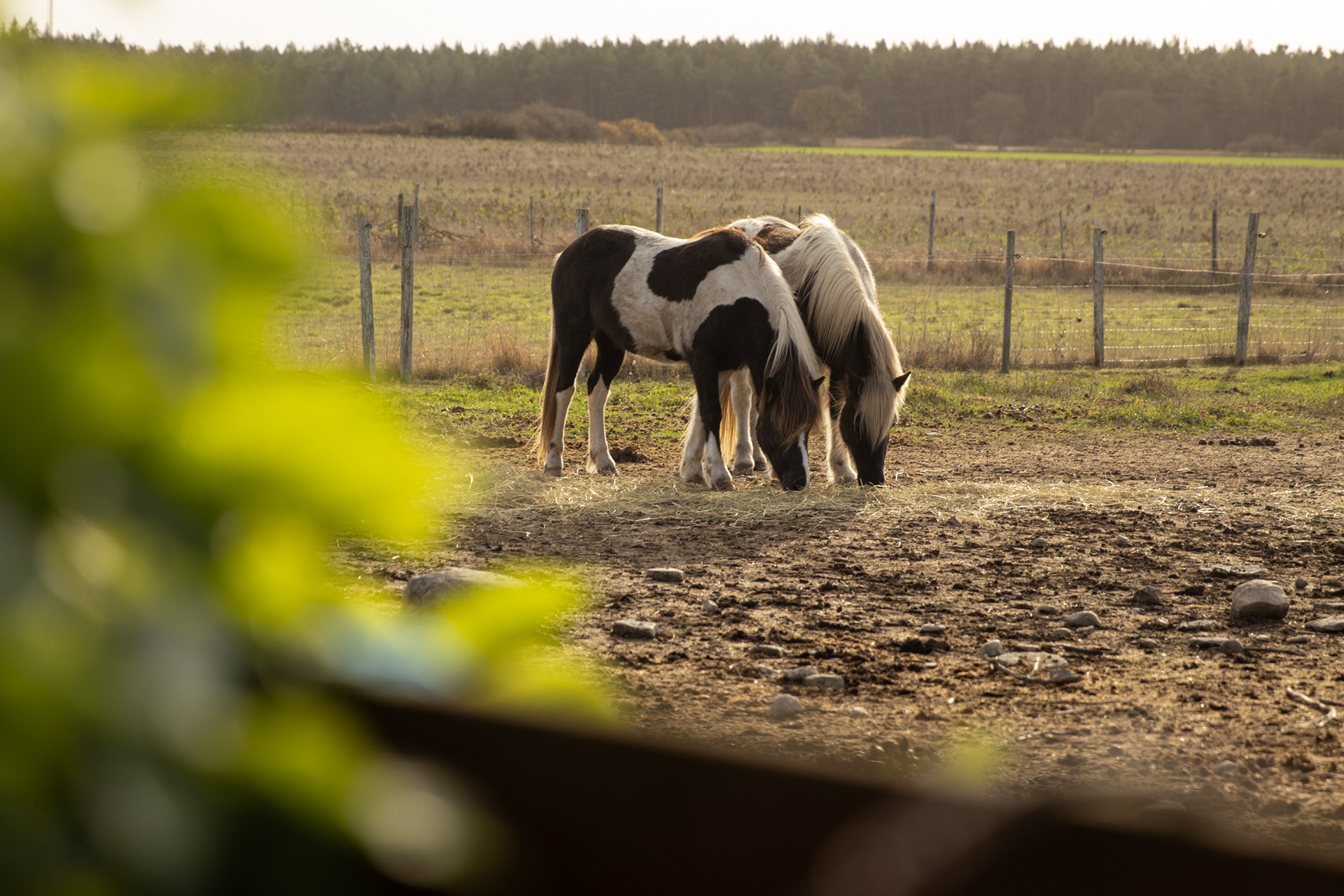 Salka & Silfursól, 241028