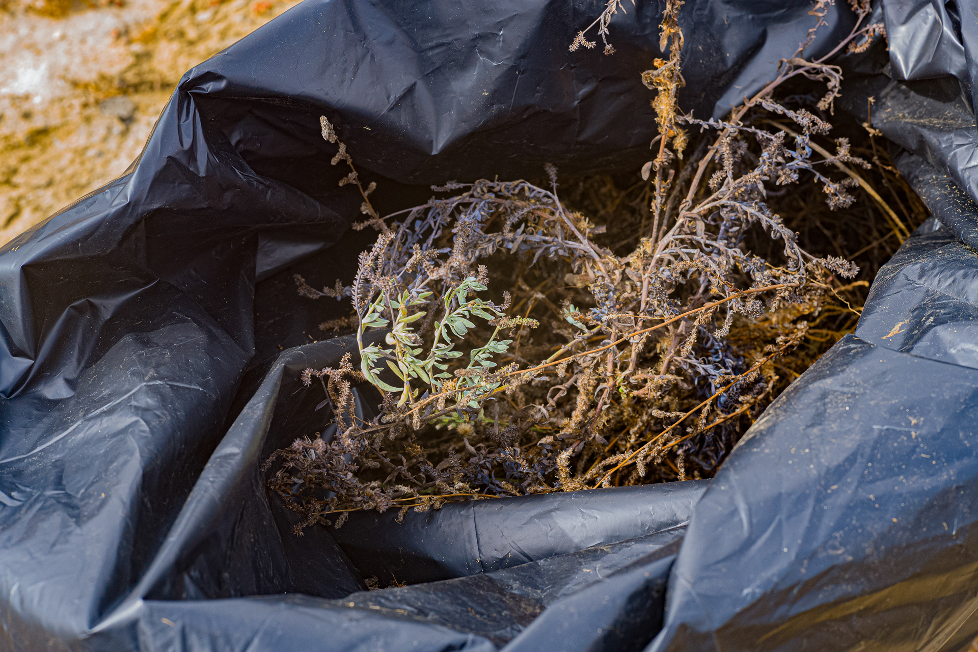 Bags of plants are stored in a black bag and sent off to an area where they are decomposed. Plants like the White Sweet Clover don’t allow for birds like the California Least Tern to nest in these sites where they can be monitored by California Department of Fish and Wildlife.   Photo Credit: Justin Enriquez