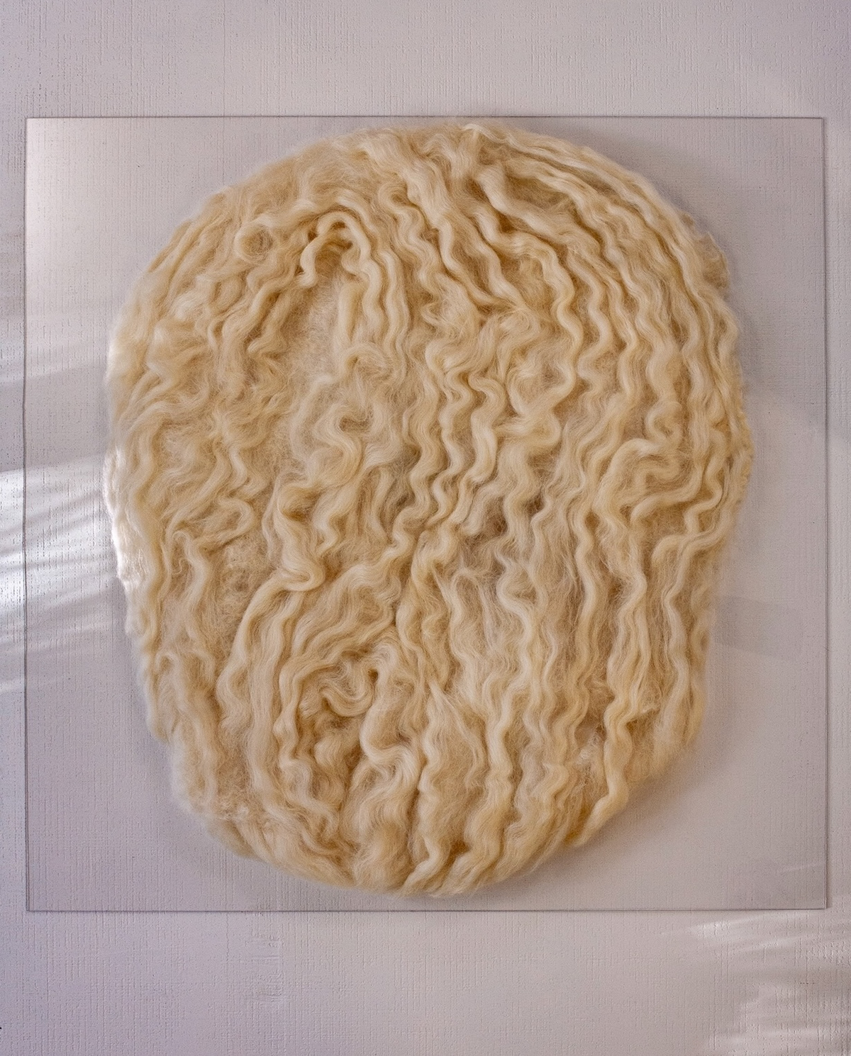 “Curled, cream Teeswater wool form floating on a clear square panel, viewed straight-on with gentle light bands.”