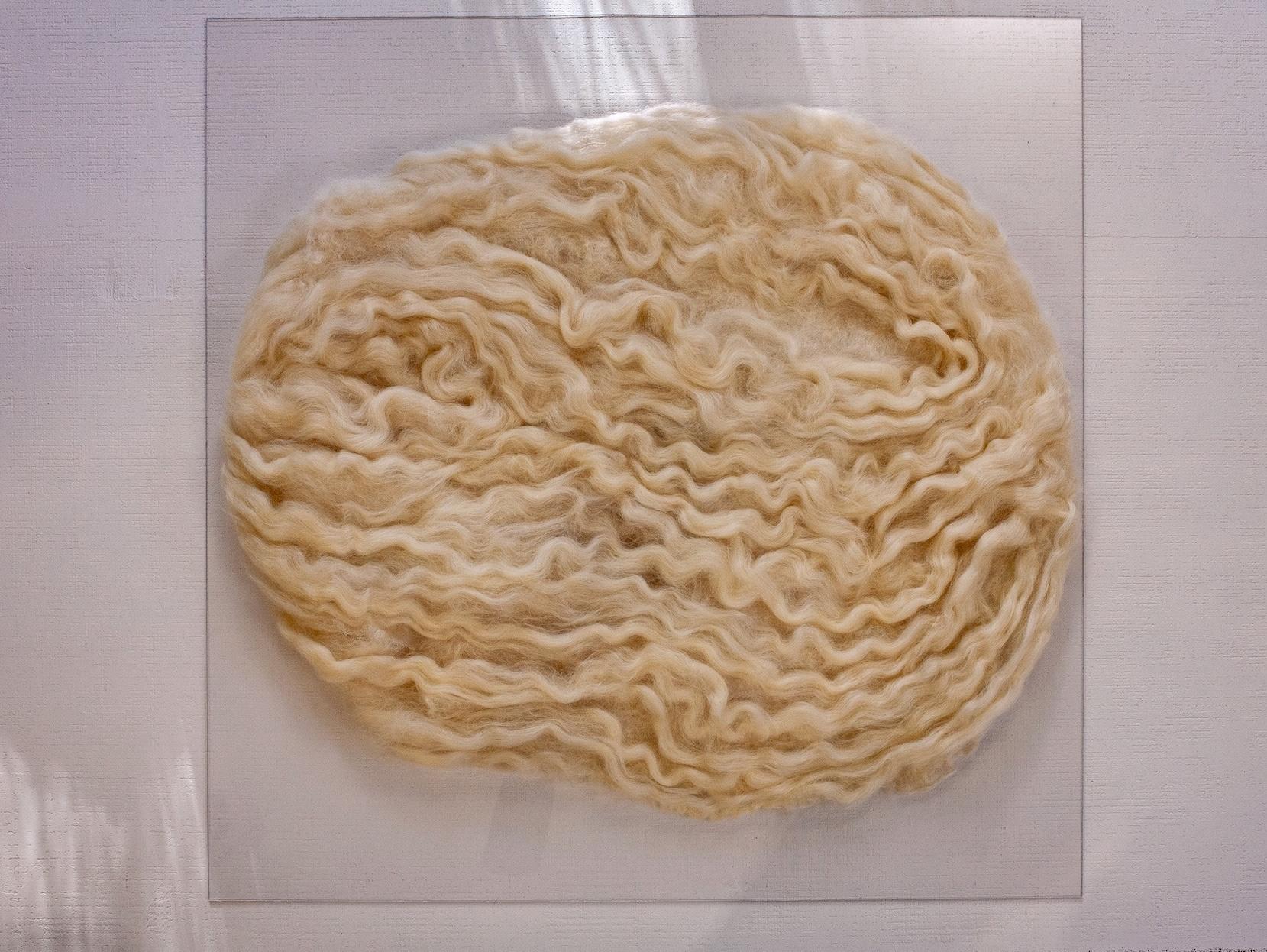 Cream Teeswater wool oval with visible curls, mounted on clear polycarbonate square; soft shadows across the surface.