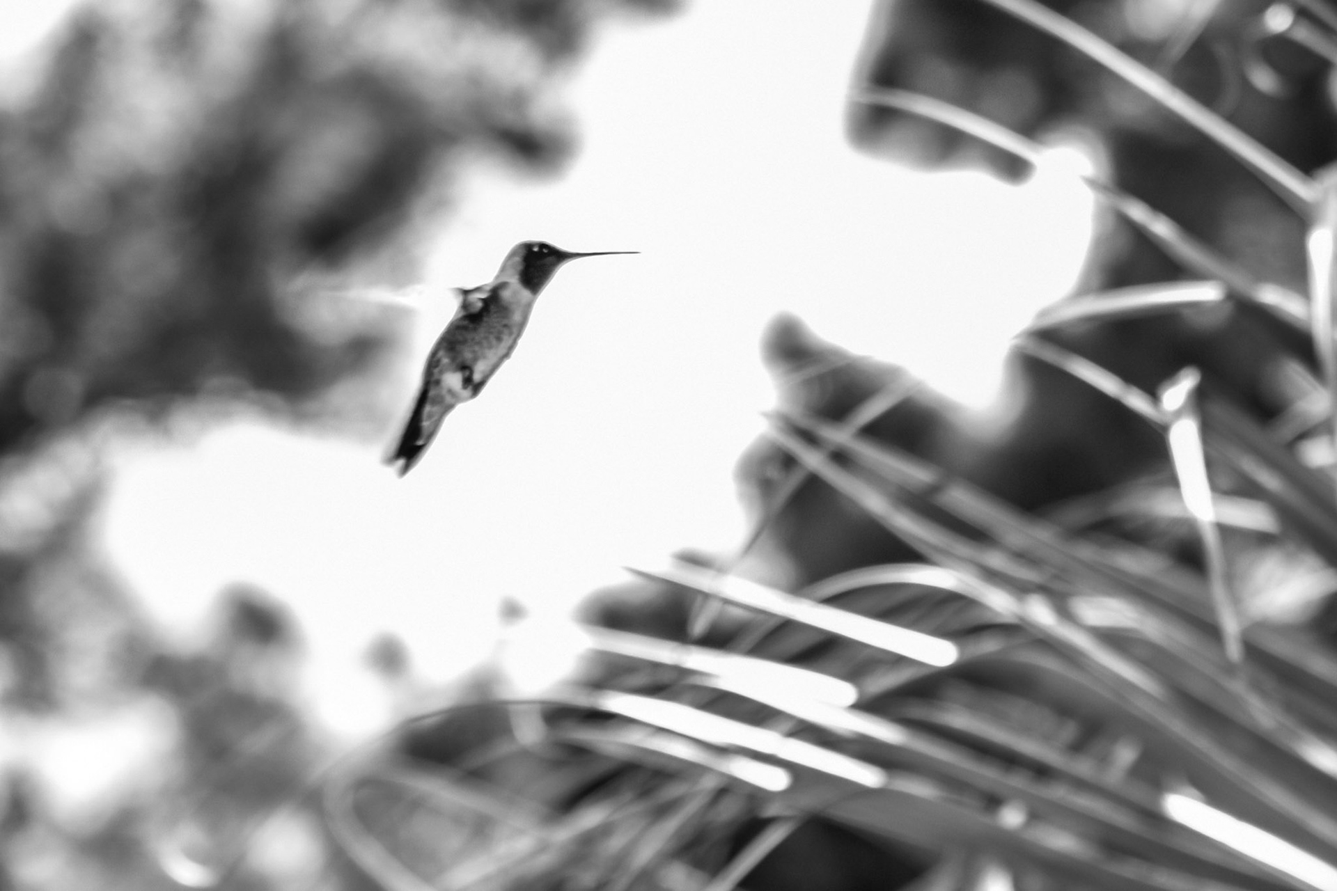 Hummingbird in Black and White