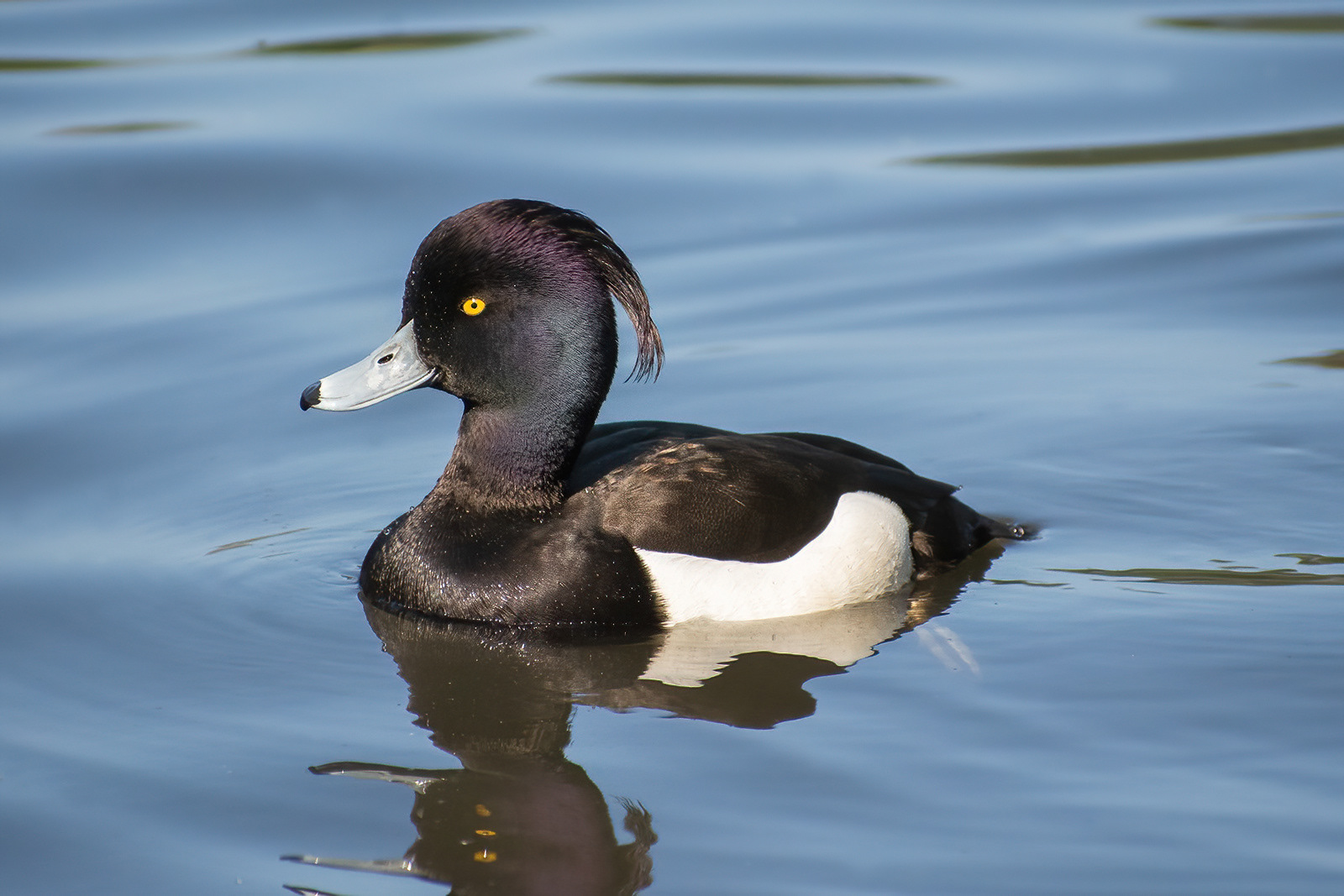 Tufted Duck - Bushy Park
