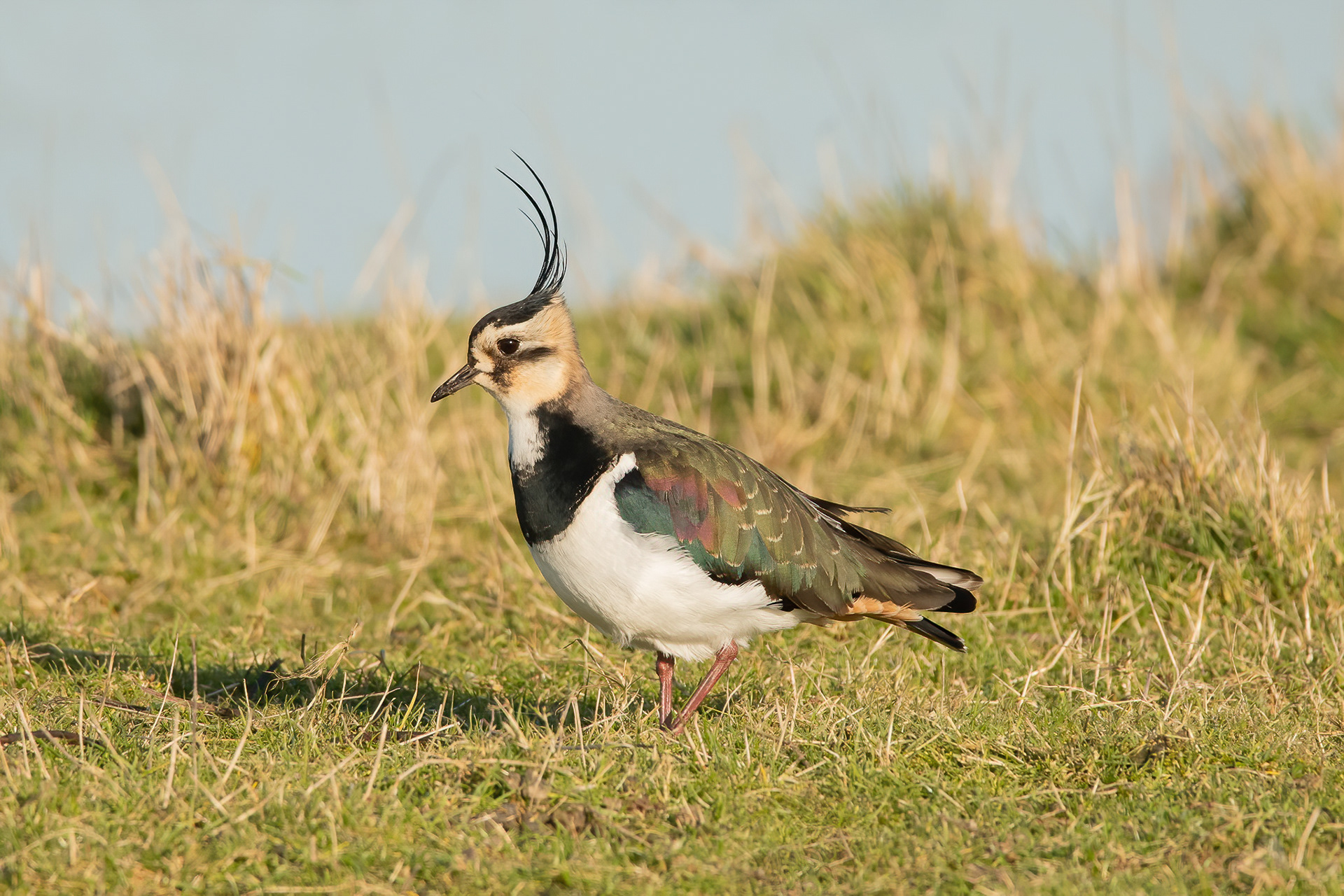 Northern Lapwing - Elmley